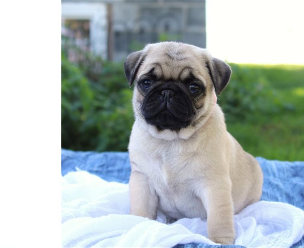 Mops štěňata s průkazem původu Mops štěňata s průkazem původu