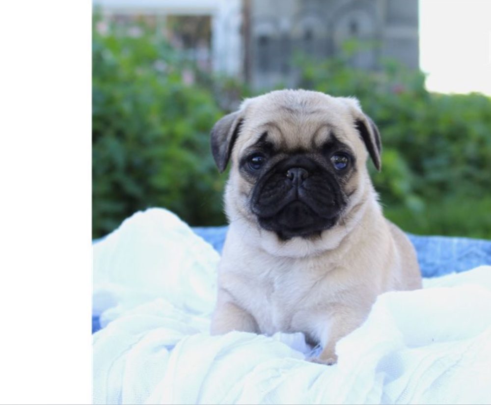 Mops štěňata s průkazem původu Mops štěňata s průkazem původu