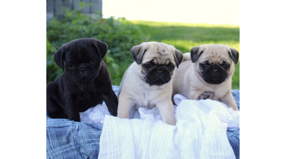 Mops štěňata s průkazem původu Mops štěňata s průkazem původu