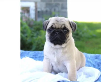 Mops štěňata s průkazem původu