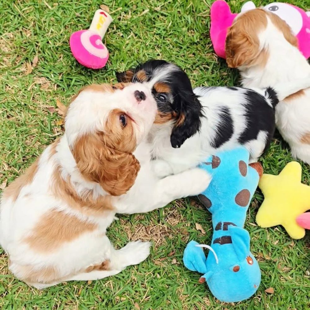Cavalier King Charles Spaniel Cavalier King Charles Spaniel