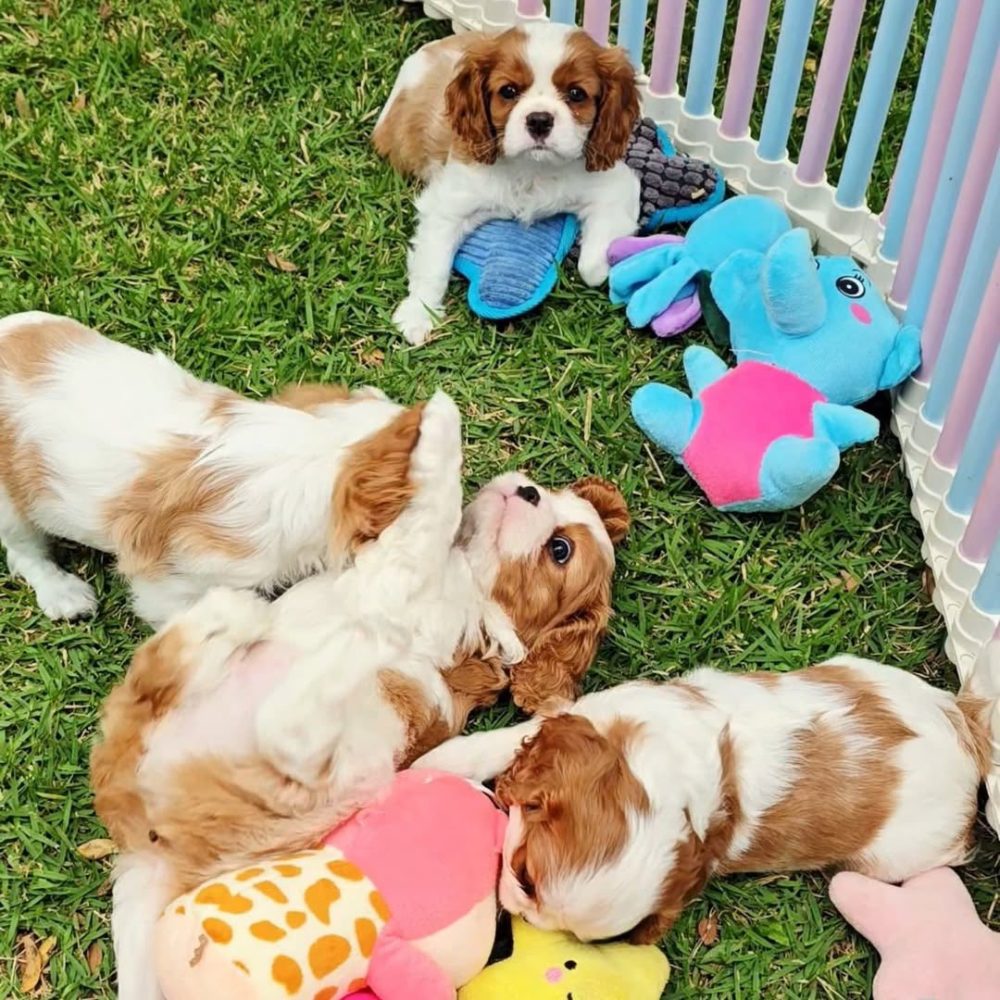 Cavalier King Charles Spaniel Cavalier King Charles Spaniel