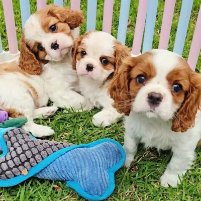 Cavalier King Charles Spaniel