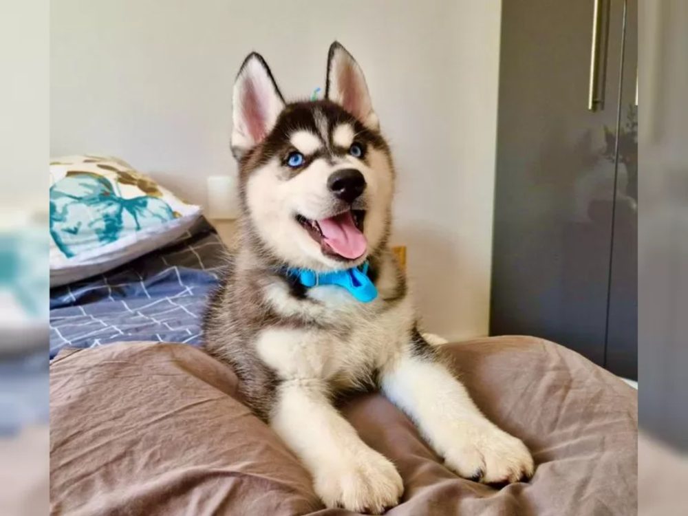Sibiřský husky s PP Sibiřský husky s PP