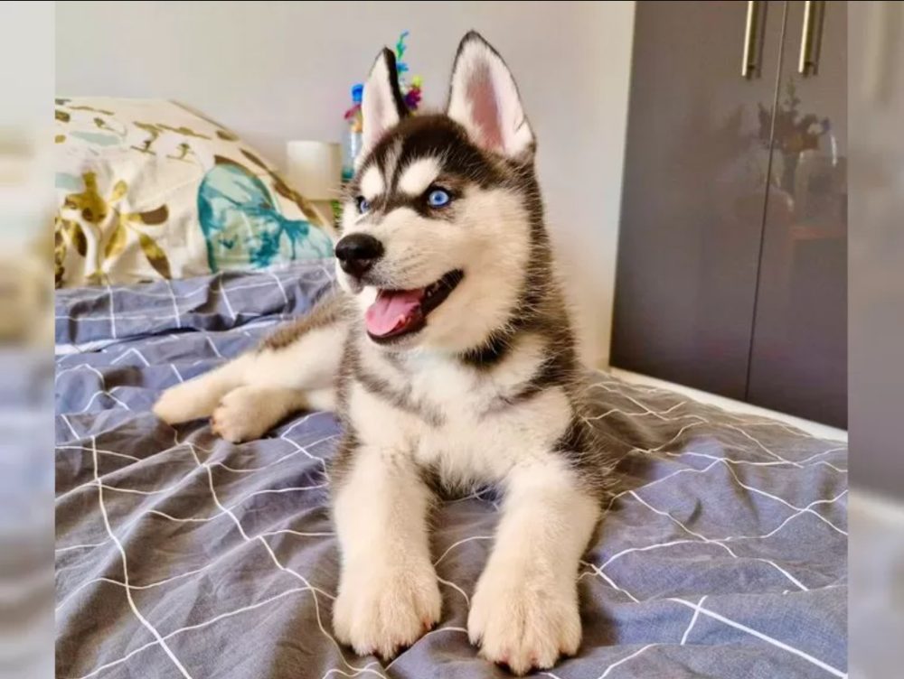Sibiřský husky s PP Sibiřský husky s PP