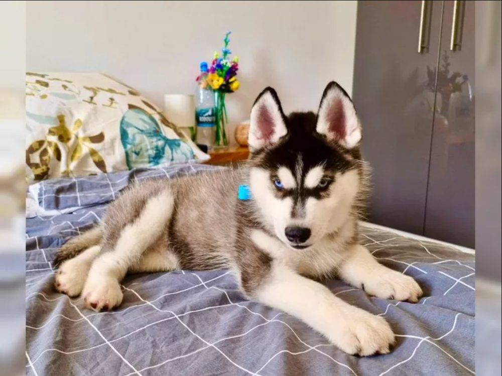Sibiřský husky s PP Sibiřský husky s PP