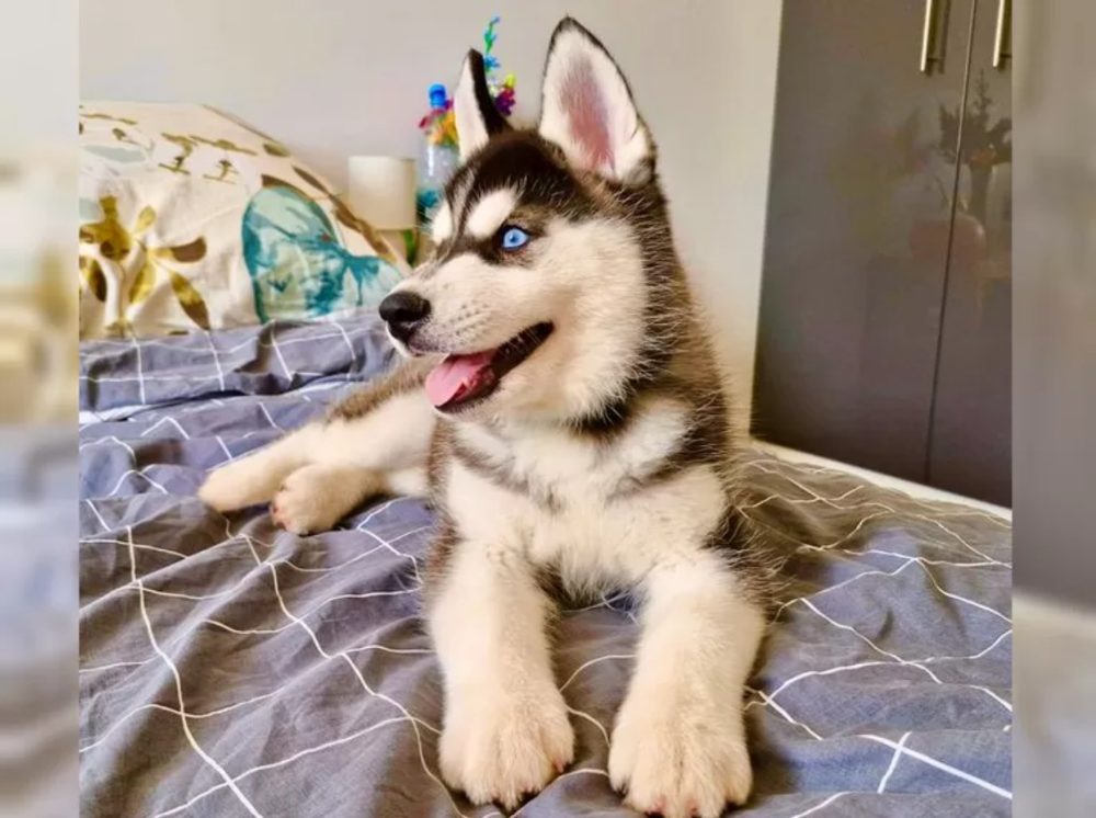 Sibiřský husky s PP Sibiřský husky s PP