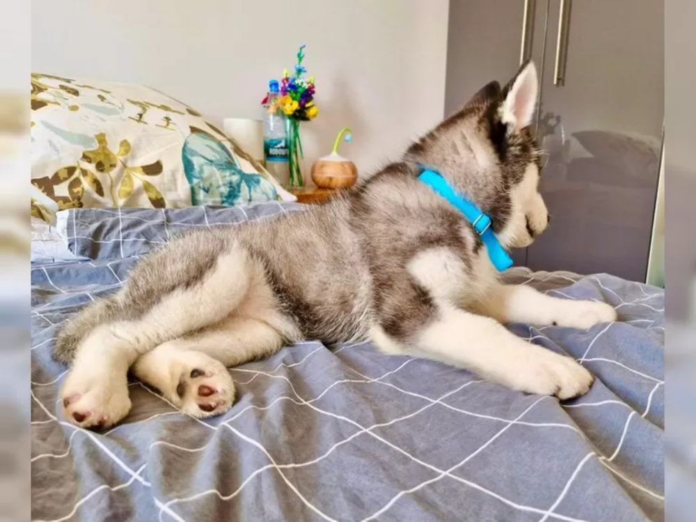 Sibiřský husky s PP Sibiřský husky s PP