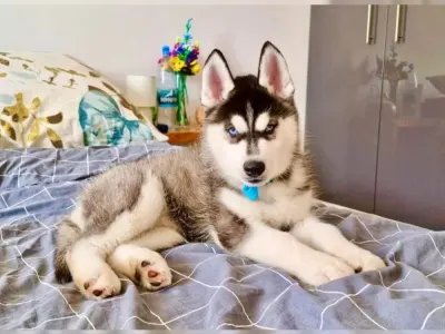 Sibiřský husky s PP