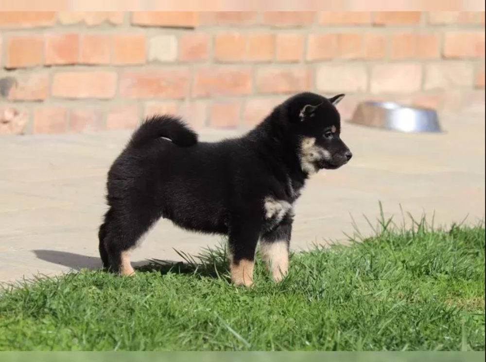 Prodám Shiba inu Prodám Shiba inu