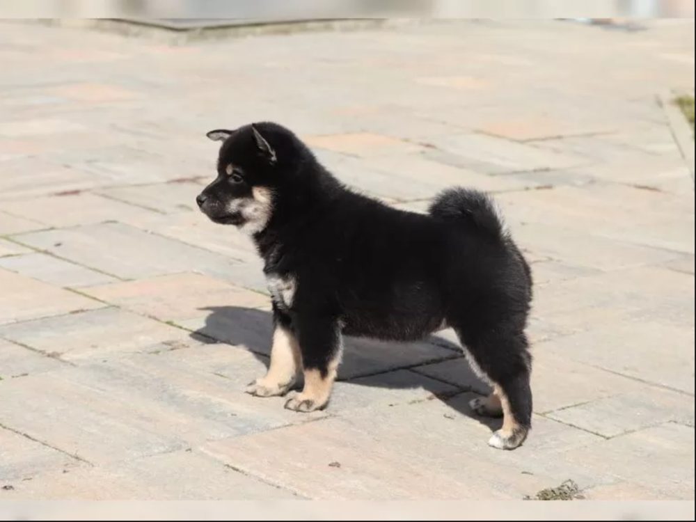 Prodám Shiba inu Prodám Shiba inu