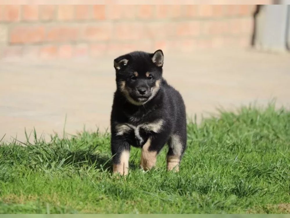 Prodám Shiba inu Prodám Shiba inu