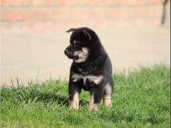 Prodám Shiba inu