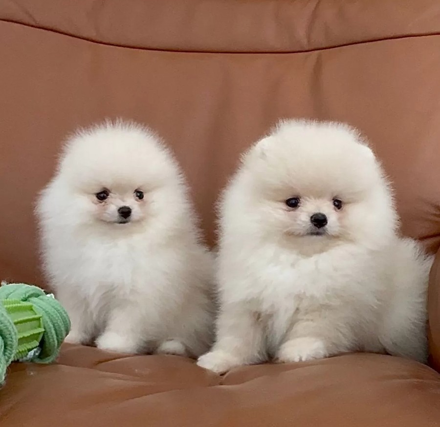 Čistokrevný pomeranian (trpasličí špic)