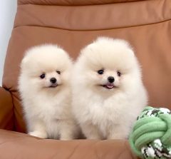 Čistokrevný pomeranian (trpasličí špic)