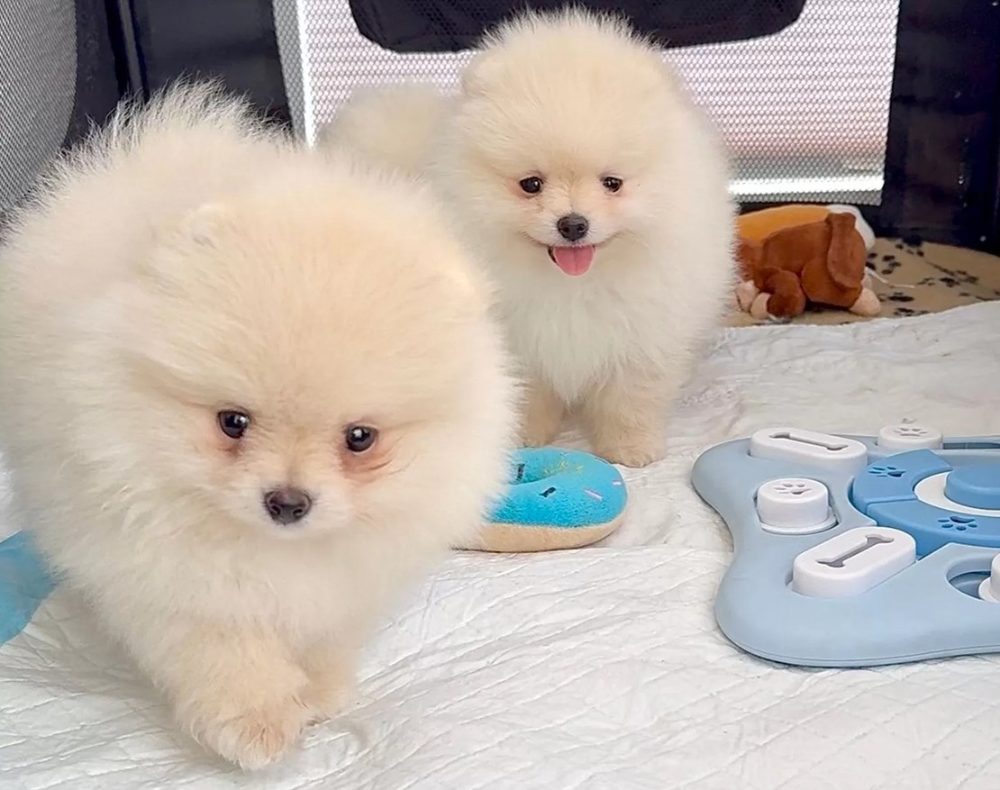 Štěňata pomeraniana k odběru
