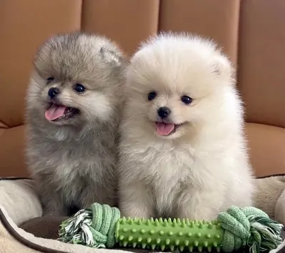 Štěňata pomeraniana k odběru
