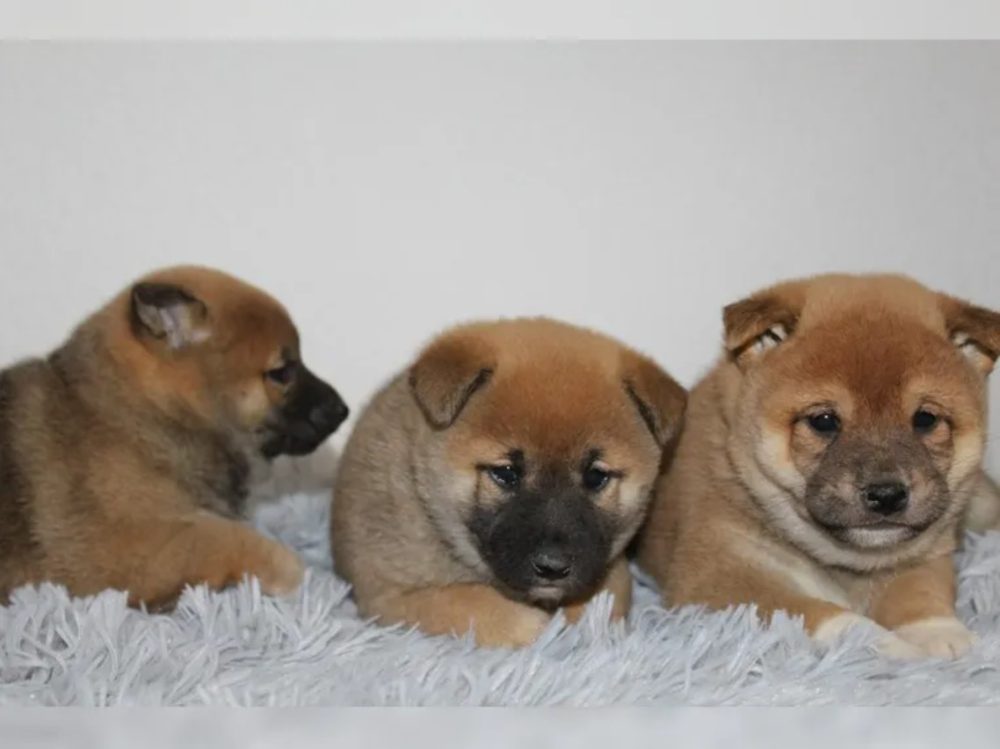 Shiba Inu štěňátka s PP (FCI) Shiba Inu štěňátka s PP (FCI)