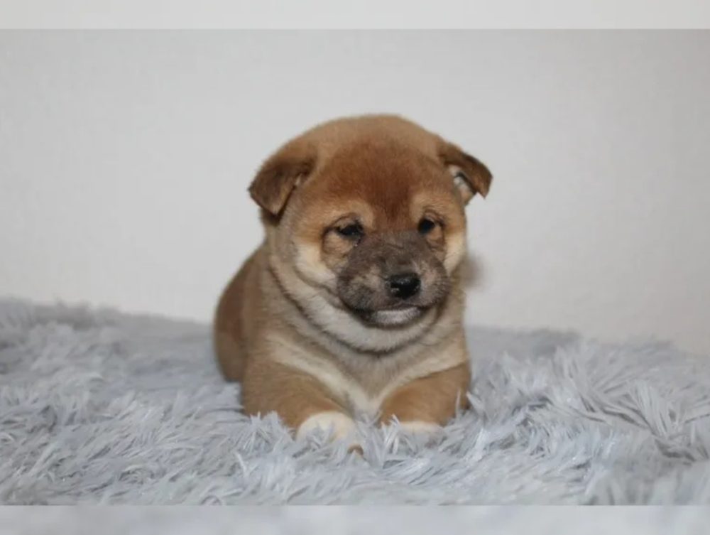 Shiba Inu štěňátka s PP (FCI) Shiba Inu štěňátka s PP (FCI)