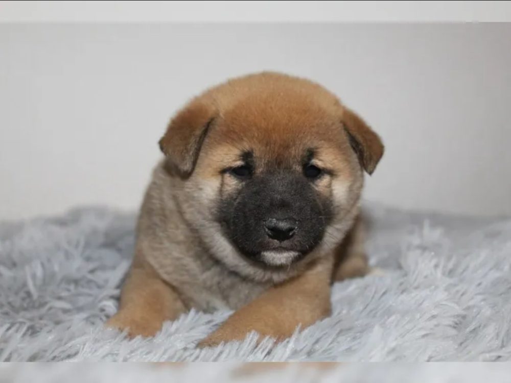 Shiba Inu štěňátka s PP (FCI) Shiba Inu štěňátka s PP (FCI)