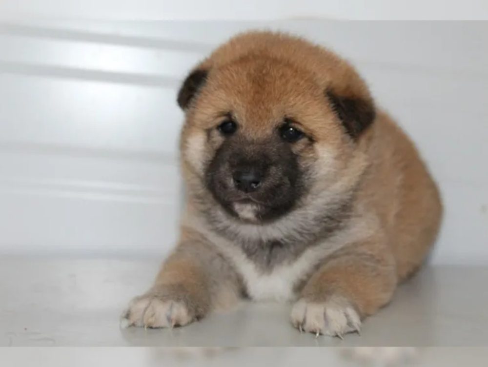 Shiba Inu štěňátka s PP (FCI) Shiba Inu štěňátka s PP (FCI)