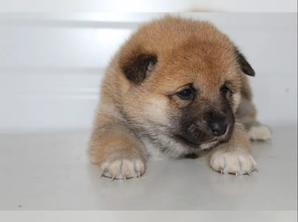 Shiba Inu štěňátka s PP (FCI) Shiba Inu štěňátka s PP (FCI)