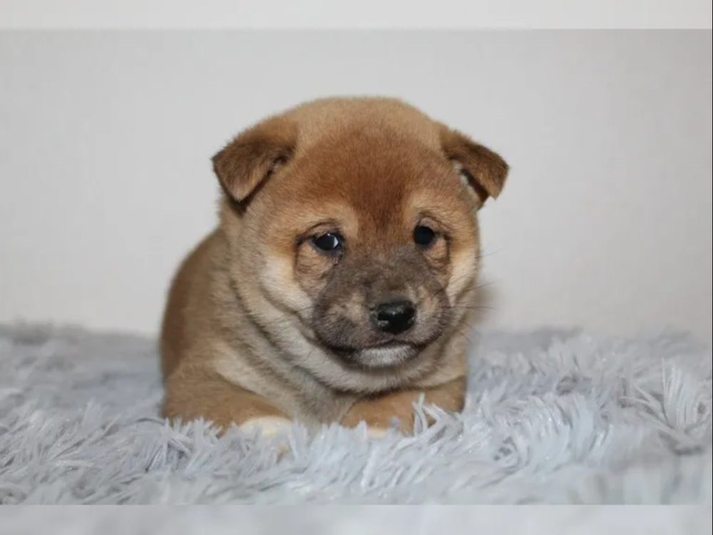 Shiba Inu štěňátka s PP (FCI) Shiba Inu štěňátka s PP (FCI)