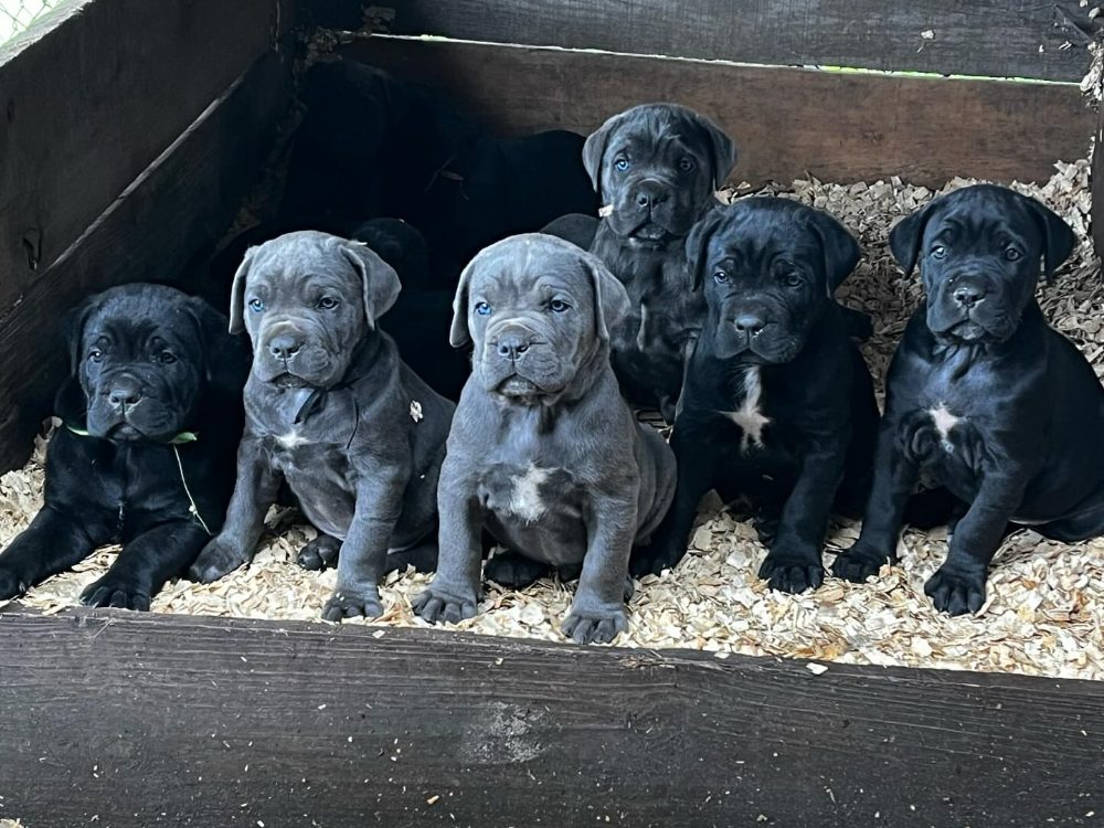 Rozkošná štěňátka Cane Corso k adopci