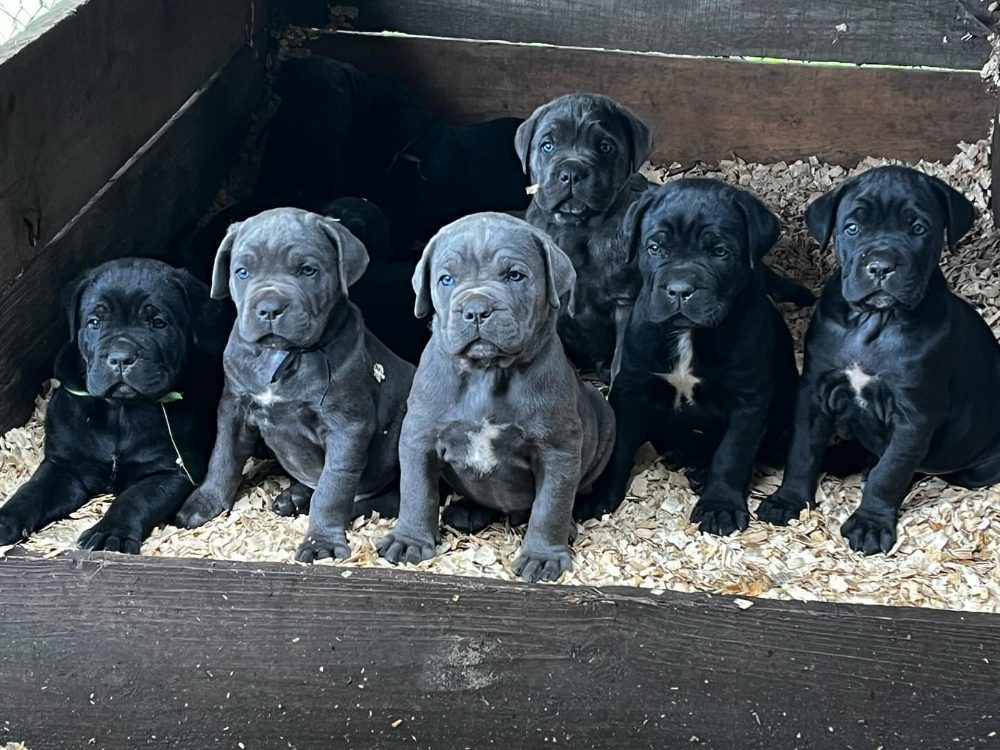 Rozkošná štěňátka Cane Corso k adopci