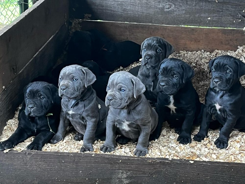 Rozkošná štěňátka Cane Corso k adopci
