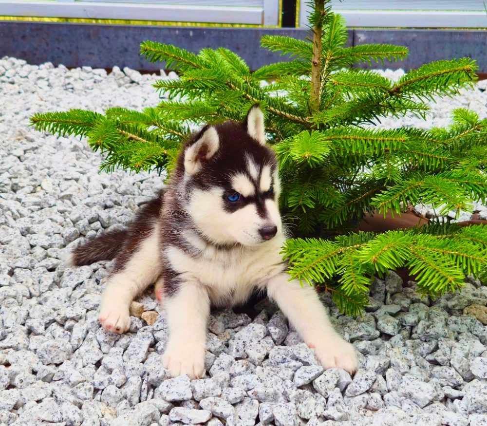 štěňata Sibiřský husky