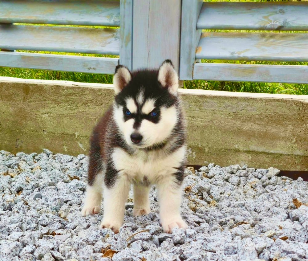 štěňata Sibiřský husky štěňata Sibiřský husky