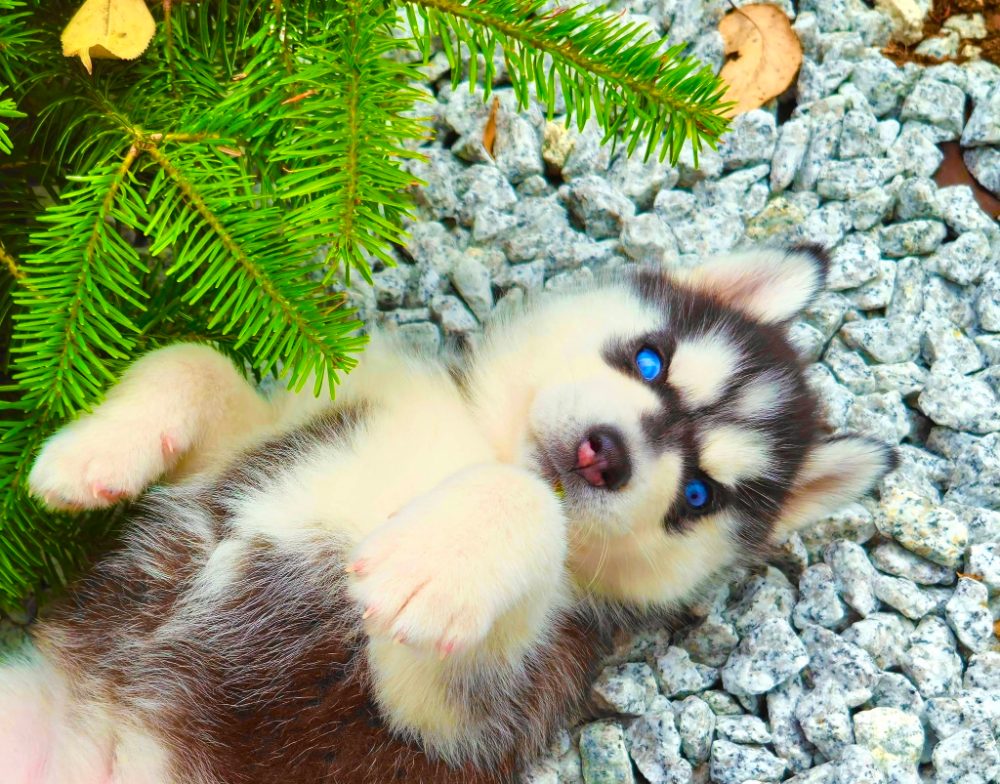 štěňata Sibiřský husky štěňata Sibiřský husky
