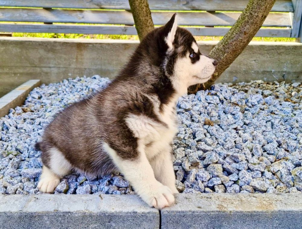 štěňata Sibiřský husky štěňata Sibiřský husky
