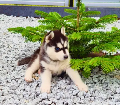 štěňata Sibiřský husky