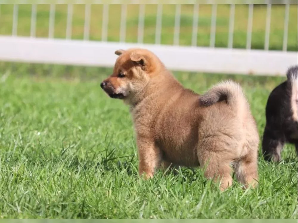 Shiba Inu Štěňata Shiba Inu Štěňata