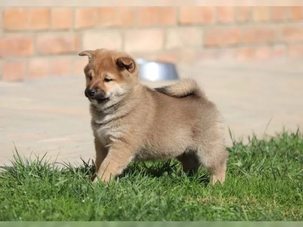 Shiba Inu Štěňata Shiba Inu Štěňata