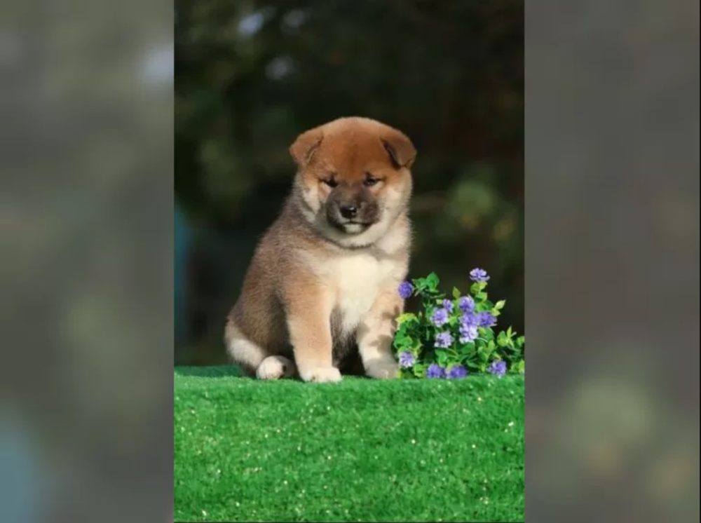 Shiba Inu Štěňata Shiba Inu Štěňata