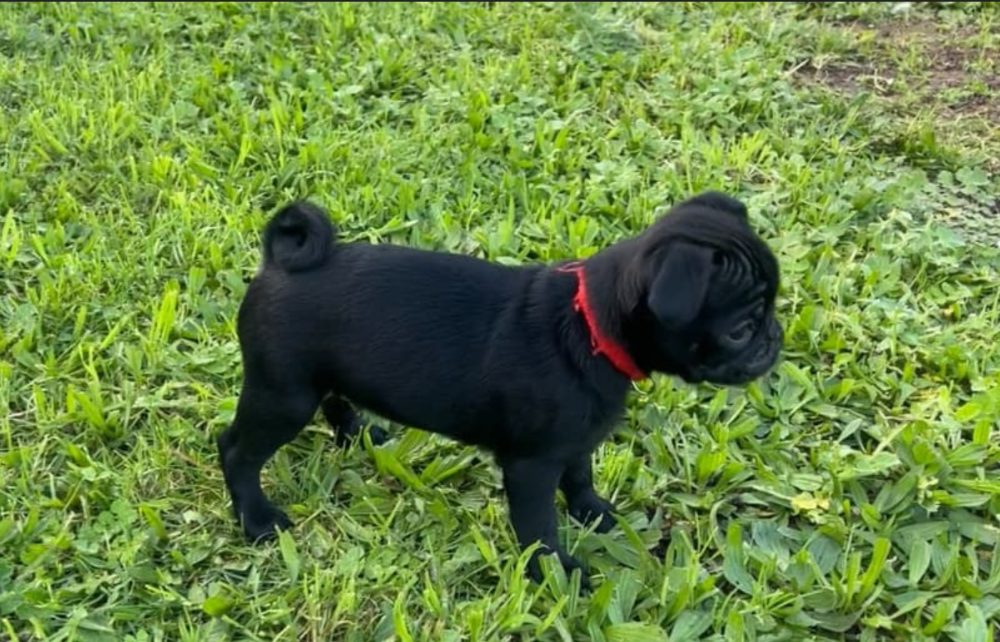Mops štěňátka Mops štěňátka