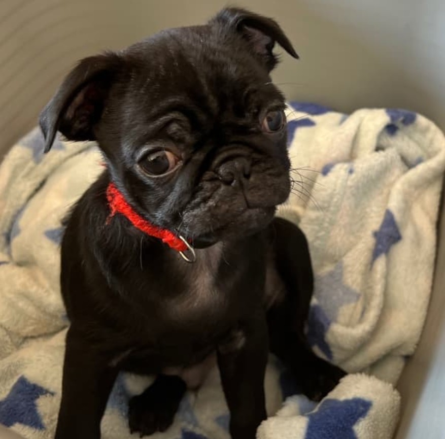 Mops štěňátka Mops štěňátka