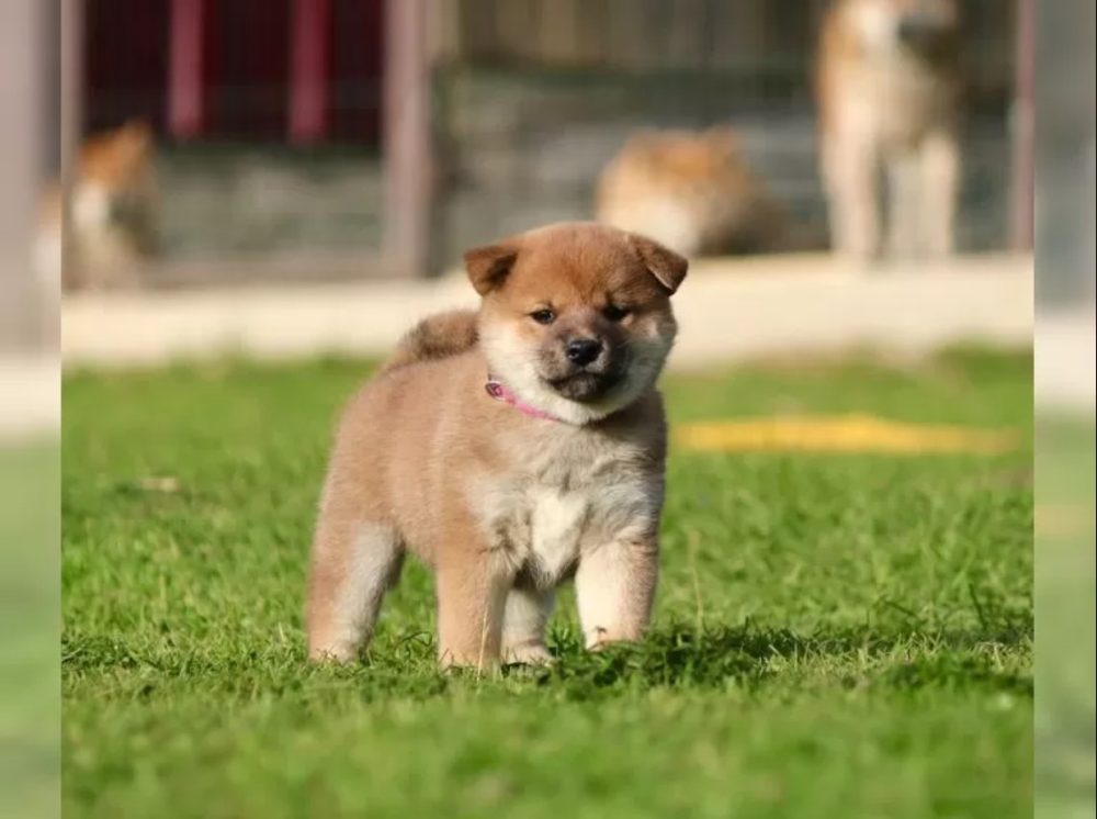 štěňata shiba inu štěňata shiba inu