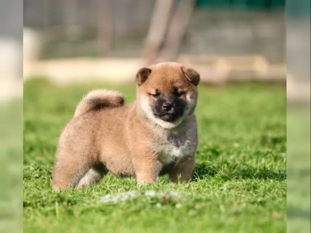 štěňata shiba inu štěňata shiba inu