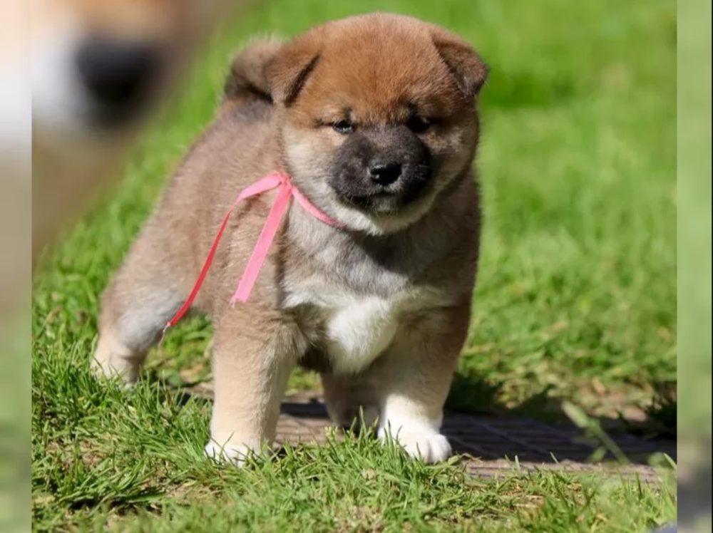 štěňata shiba inu štěňata shiba inu