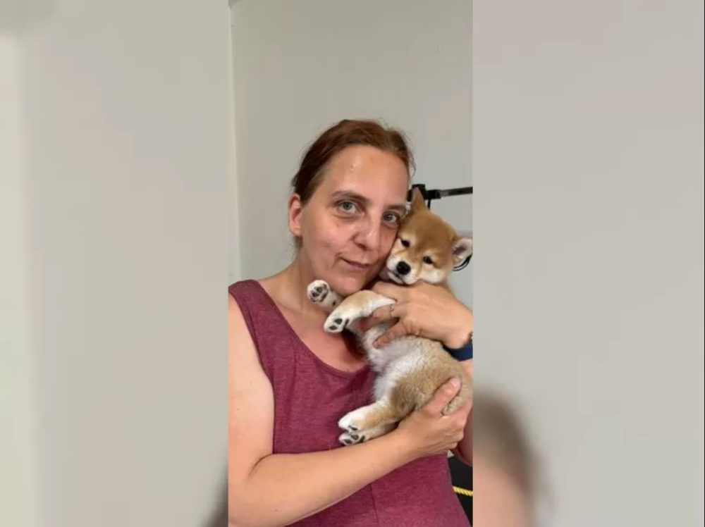 K dispozici krásné štěně Shiba inu
