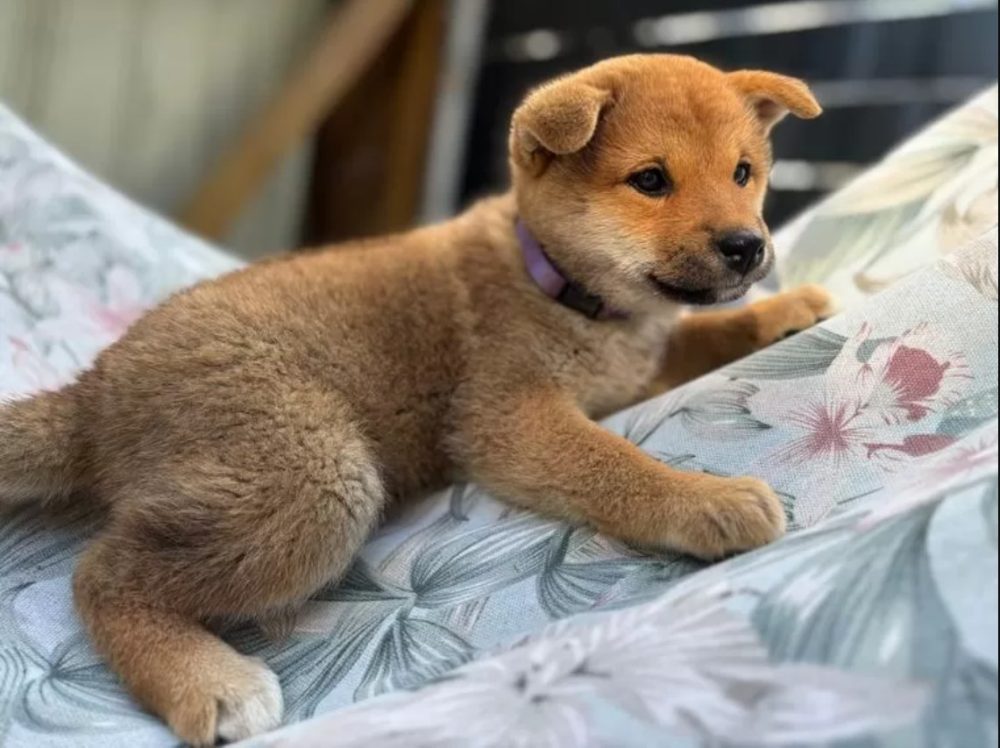 K dispozici krásné štěně Shiba inu K dispozici krásné štěně Shiba inu