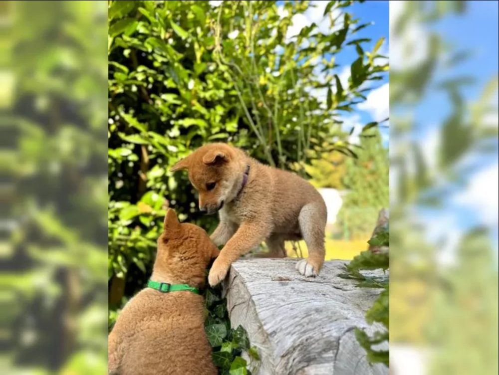 K dispozici krásné štěně Shiba inu K dispozici krásné štěně Shiba inu