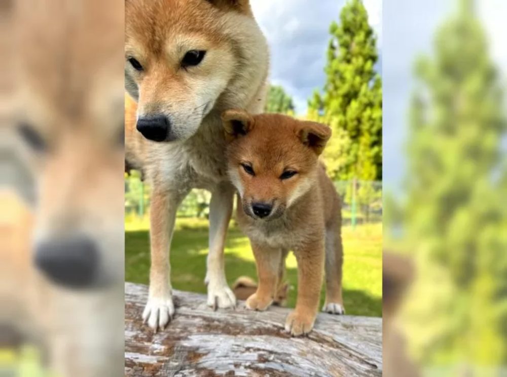 K dispozici krásné štěně Shiba inu K dispozici krásné štěně Shiba inu