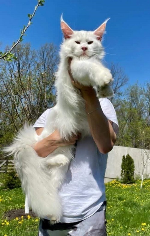 Koťata Maine Coon