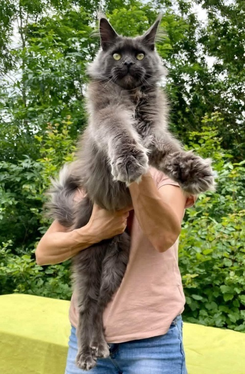 Koťata Maine Coon Koťata Maine Coon