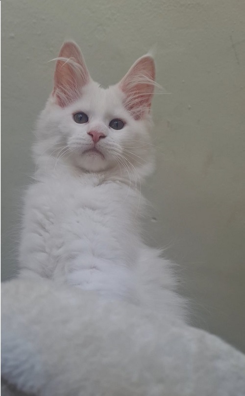 Koťata Maine Coon Koťata Maine Coon